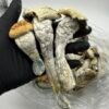 Penis envy mushroom