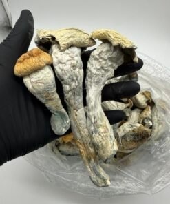 Penis envy mushroom
